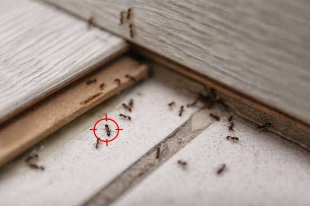 Best Cockroach Control Services  in Kotlik, AK